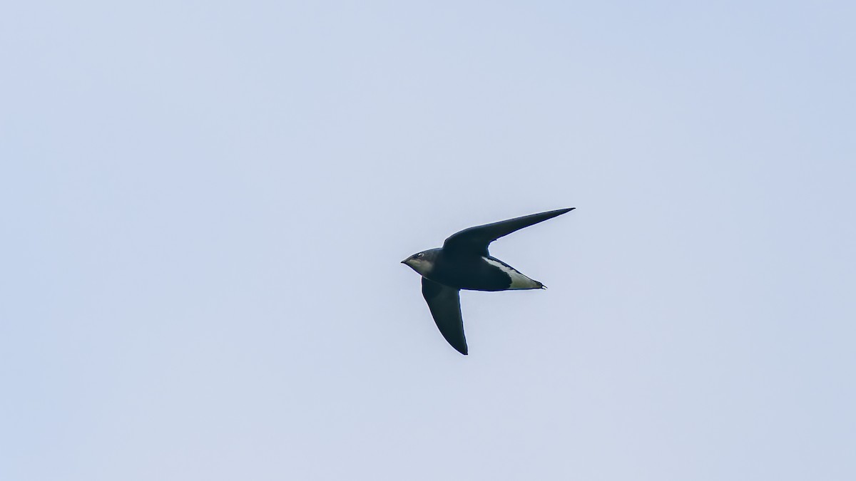 Silver-backed Needletail - ML617932631