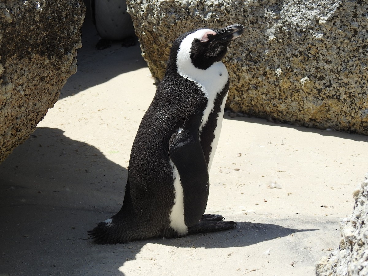 Pingüino de El Cabo - ML617932703