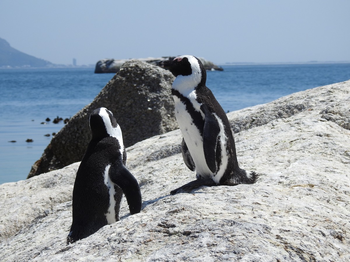 Pingüino de El Cabo - ML617932704