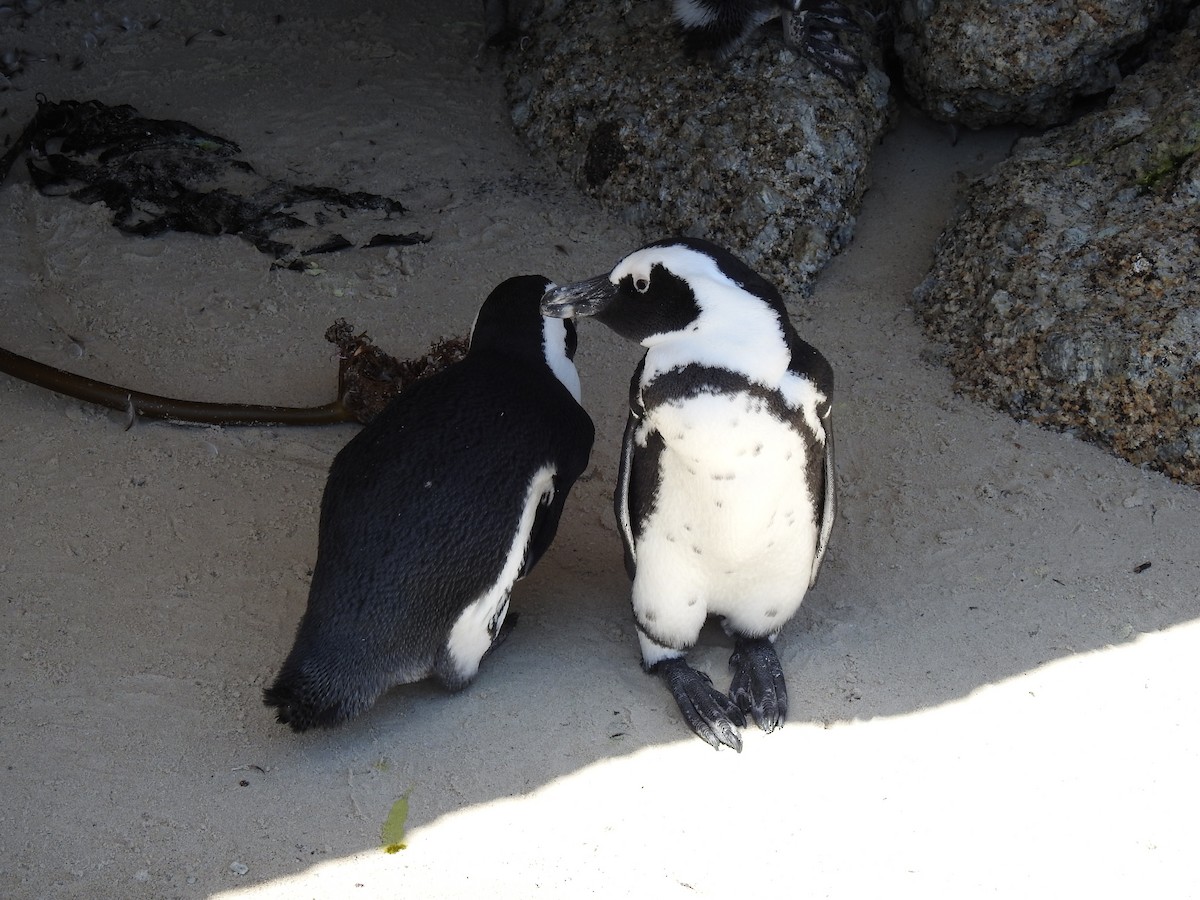 Pingüino de El Cabo - ML617932705