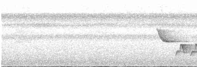 Белогрудый крапивник - ML617932718