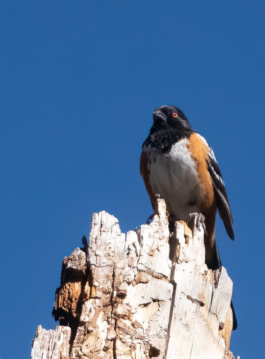 Spotted Towhee - ML617932816