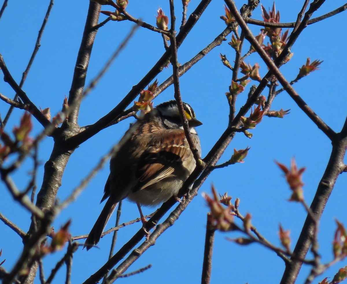 White-throated Sparrow - ML617932825