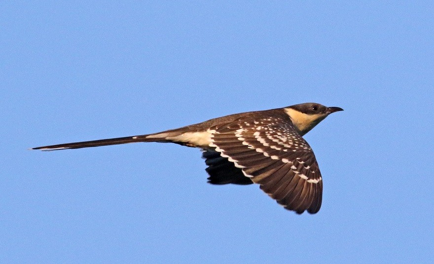 Great Spotted Cuckoo - ML617932839
