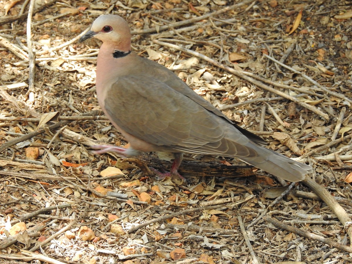 Red-eyed Dove - ML617932892