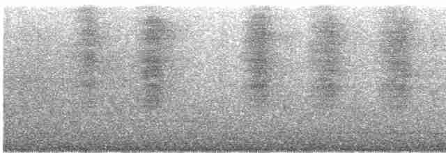 Лодкохвостый гракл (westoni) - ML617932910