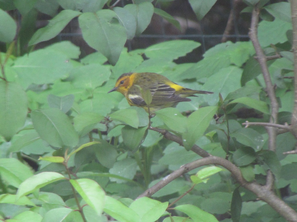 Cape May Warbler - ML617932911