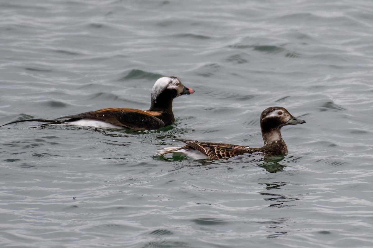Long-tailed Duck - ML617932918