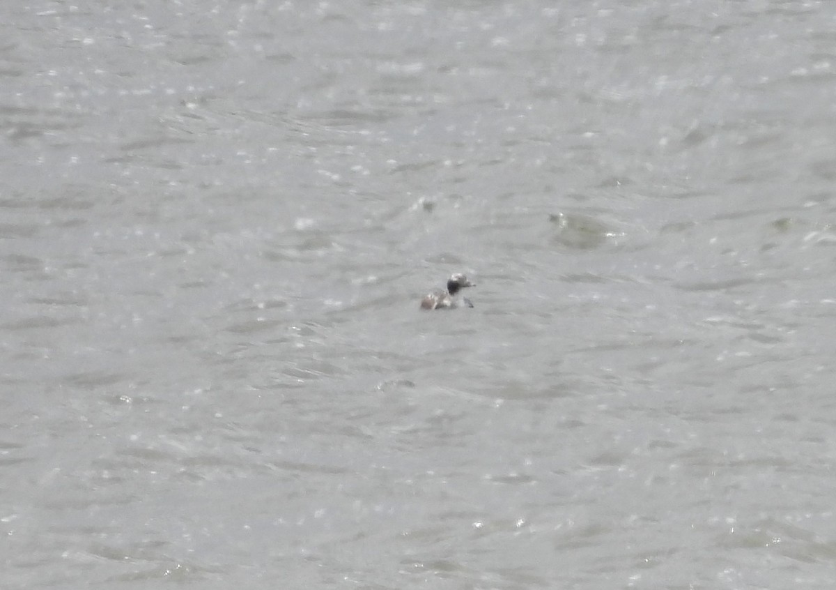 Long-tailed Duck - ML617932923