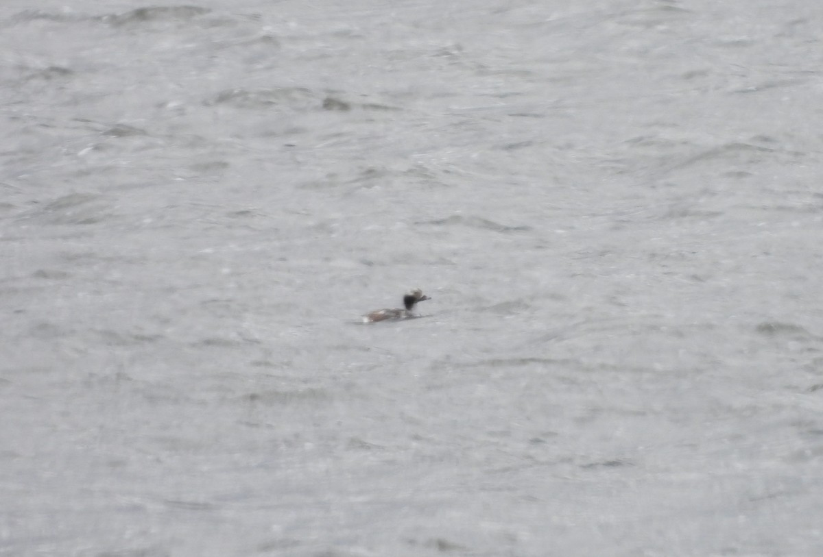 Long-tailed Duck - ML617932924