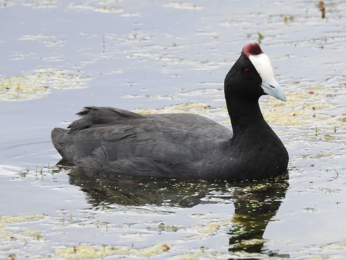 Red-knobbed Coot - ML617932976