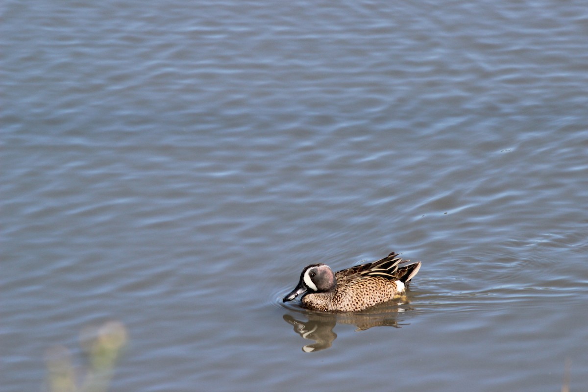 Blue-winged Teal - ML617932983