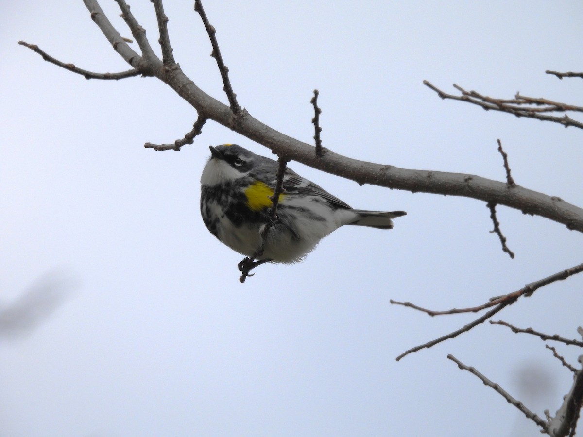 Yellow-rumped Warbler - Kimberly Emerson
