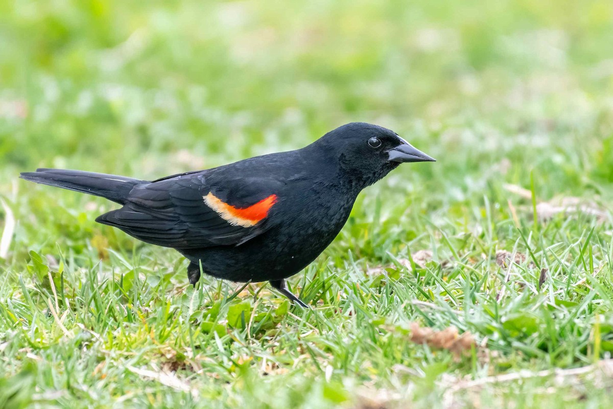 Red-winged Blackbird - ML617933010