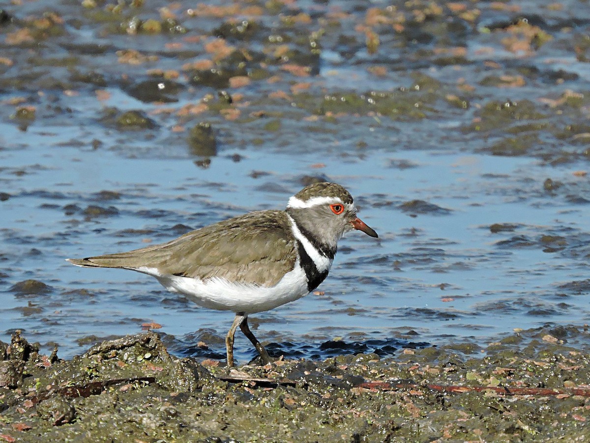 Three-banded Plover - ML617933051