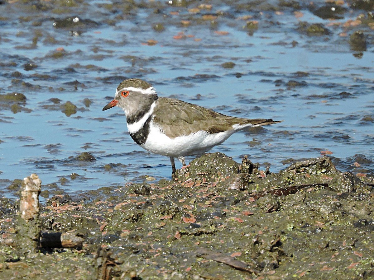 Three-banded Plover - ML617933052