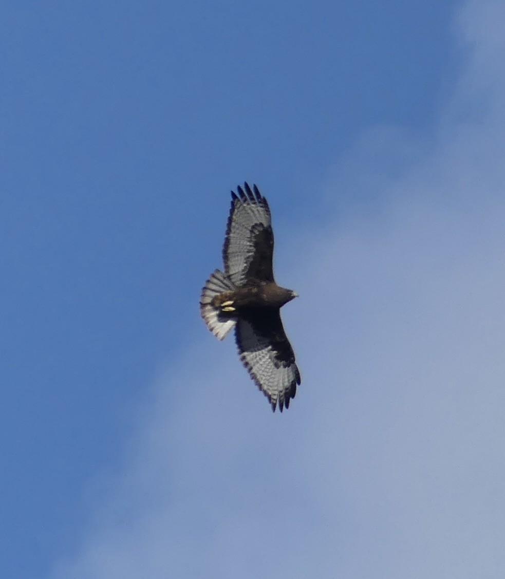 Red-tailed Hawk (Harlan's) - ML617933069