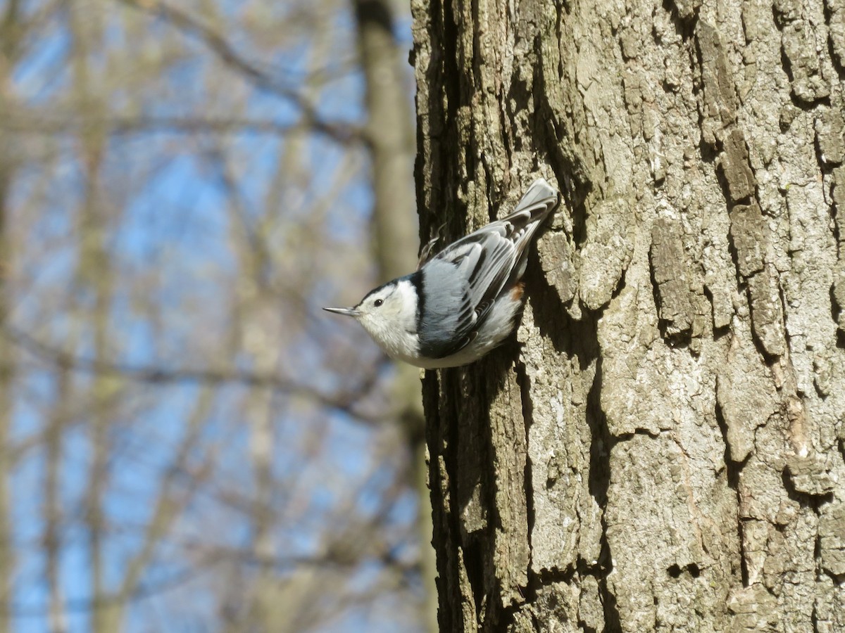 White-breasted Nuthatch - Christine Cote