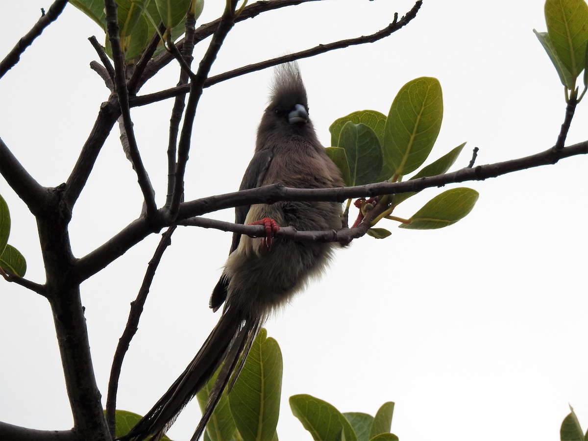 Speckled Mousebird - ML617933114