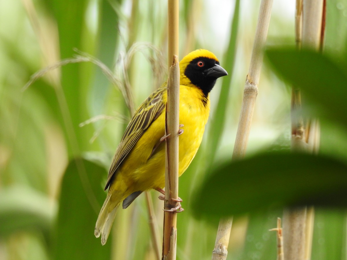 Southern Masked-Weaver - Marco Costa