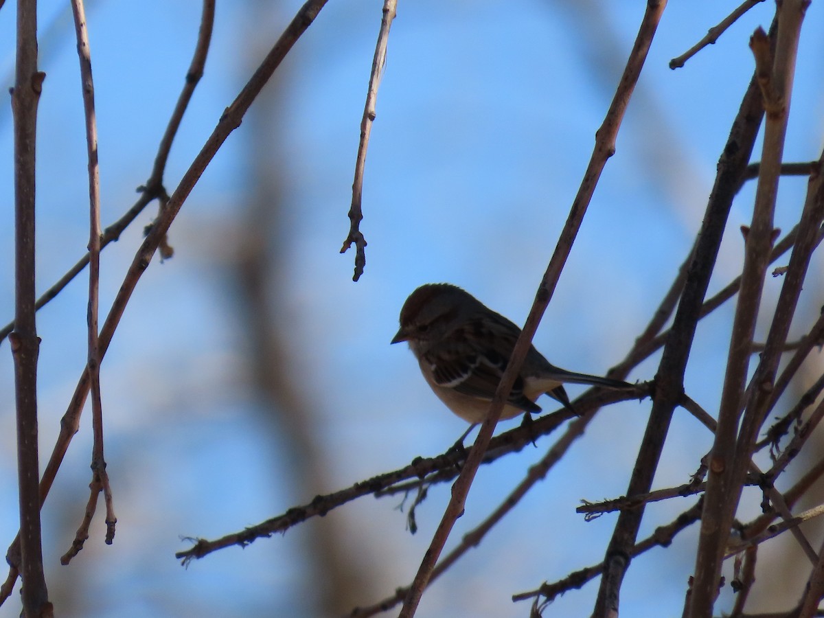 American Tree Sparrow - Dylan Fishbein
