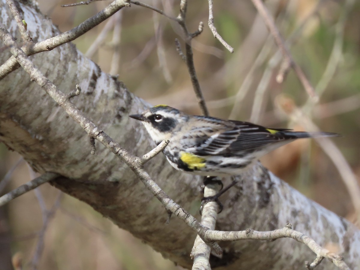 Yellow-rumped Warbler (Myrtle) - ML617933202