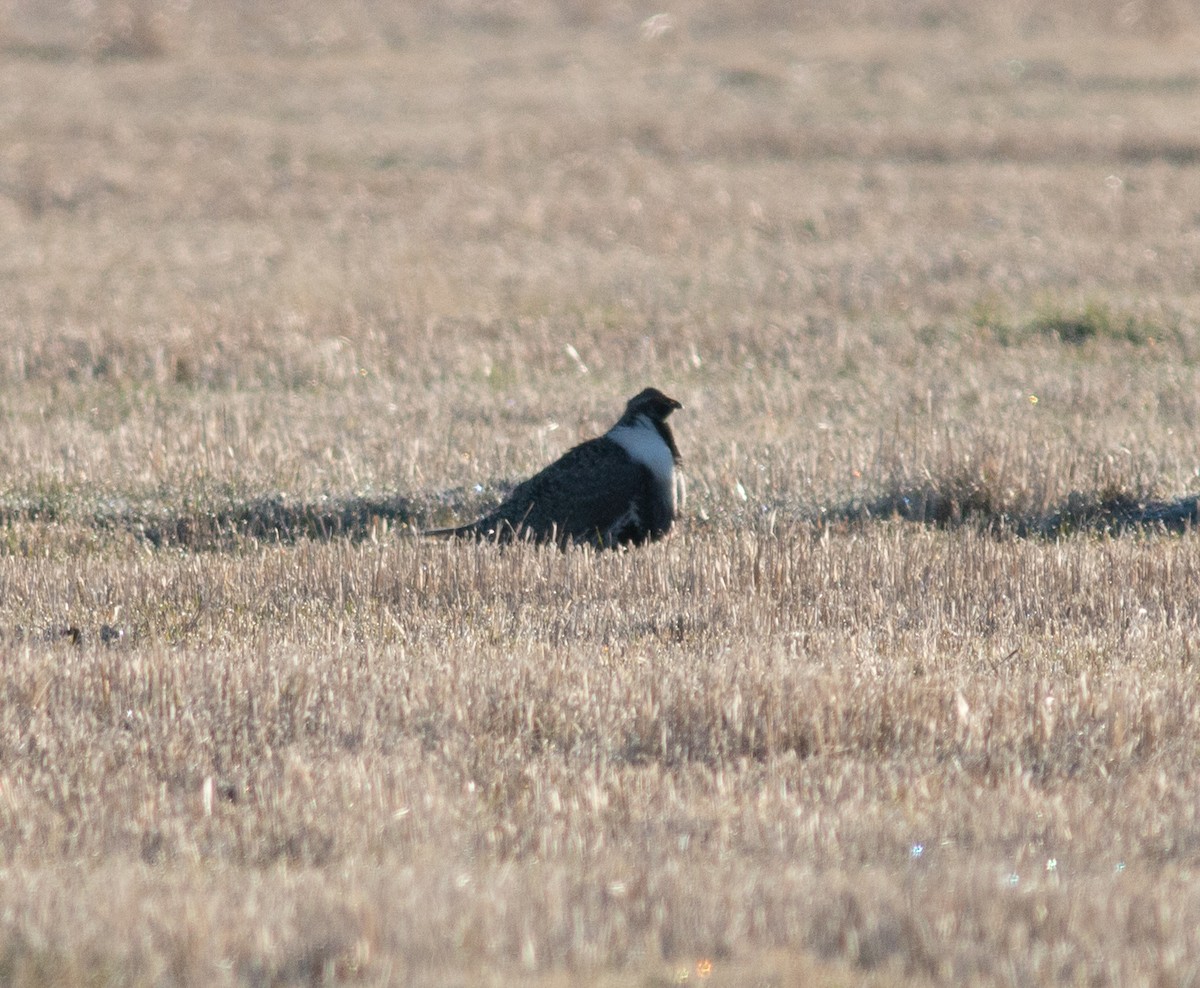 Greater Sage-Grouse - ML617933213