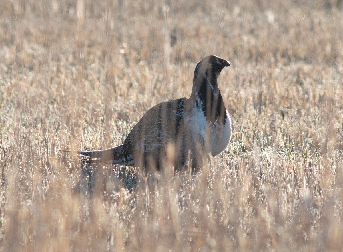 Greater Sage-Grouse - ML617933214
