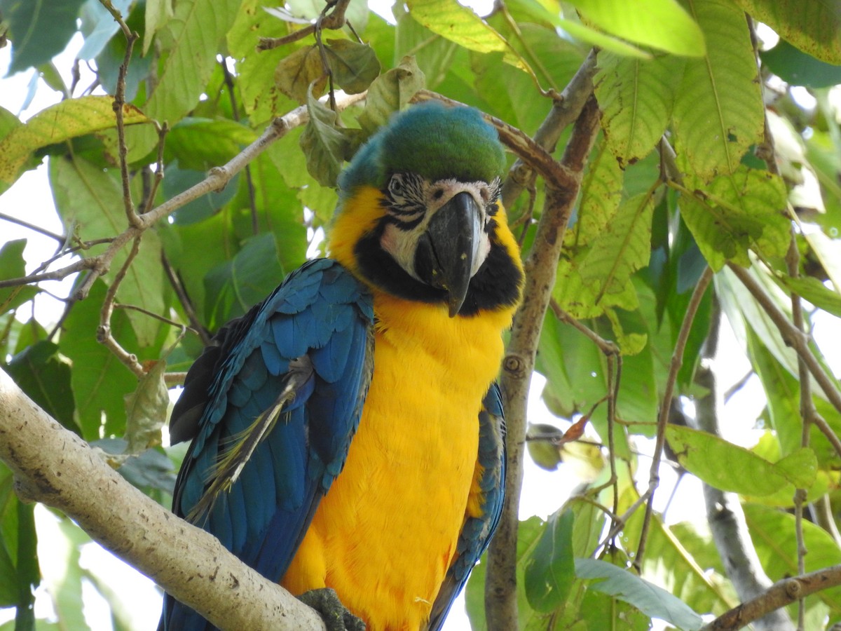 Blue-and-yellow Macaw - Judith Birkel