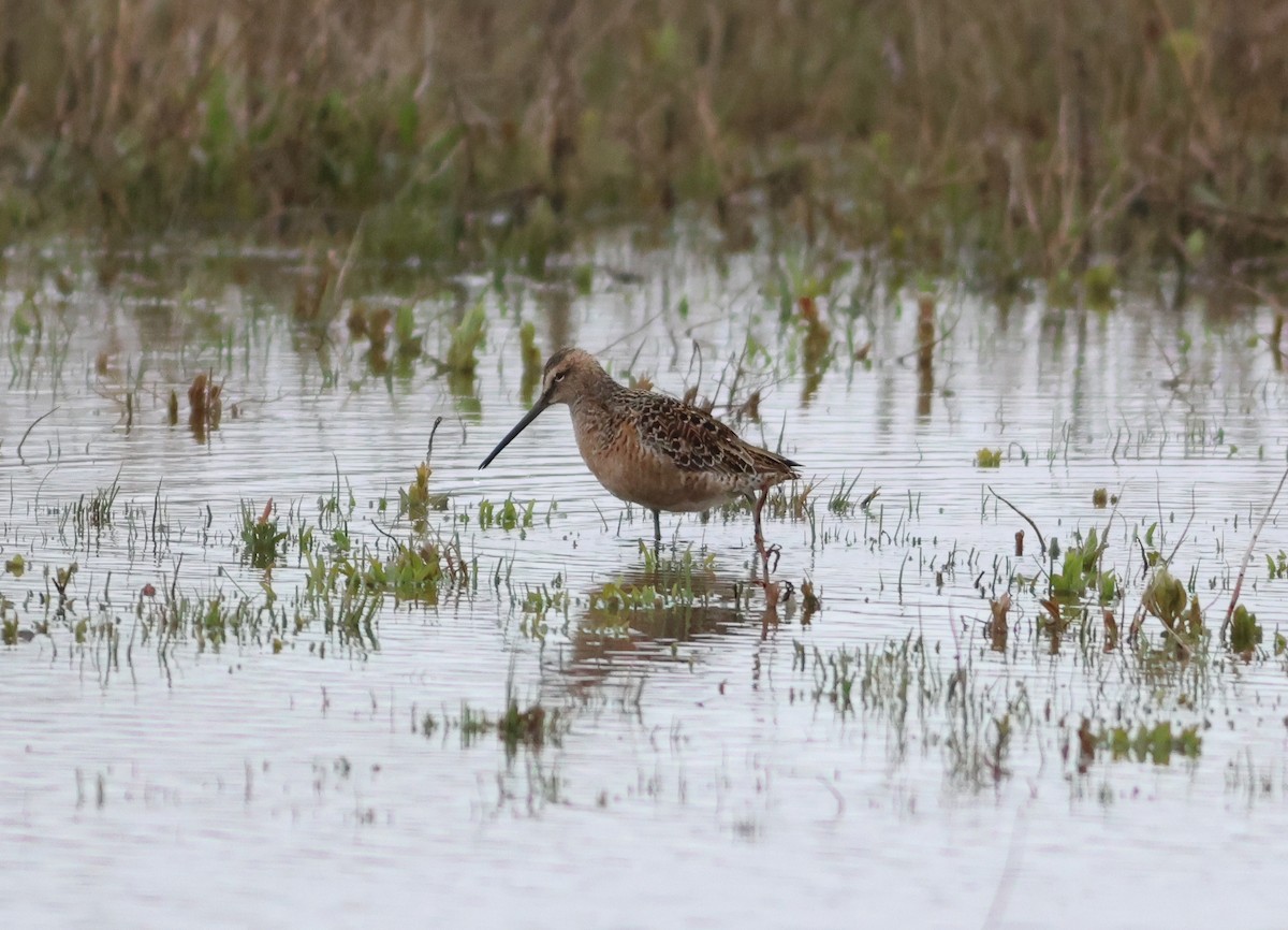 Long-billed Dowitcher - ML617933232