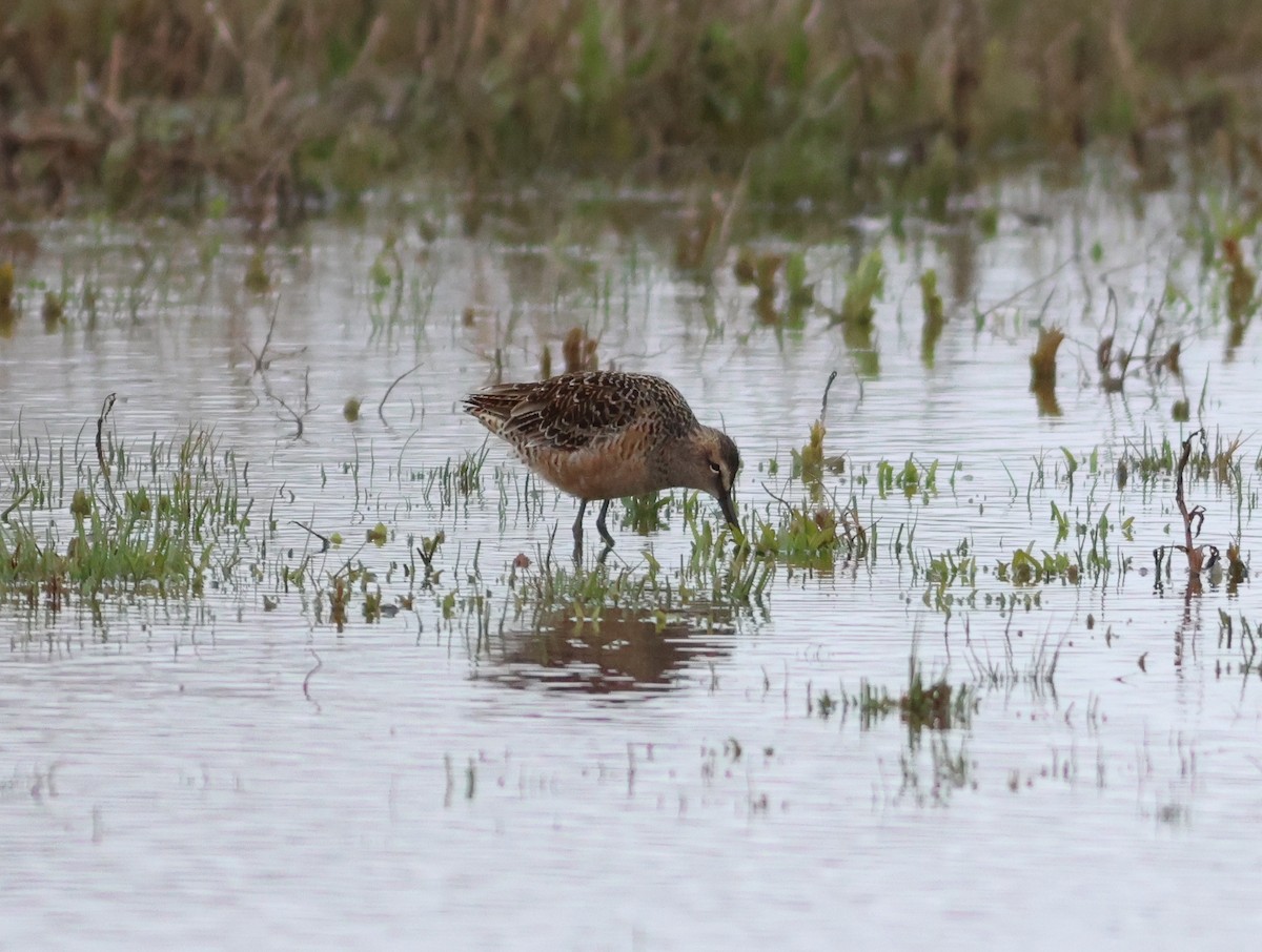 Long-billed Dowitcher - ML617933234