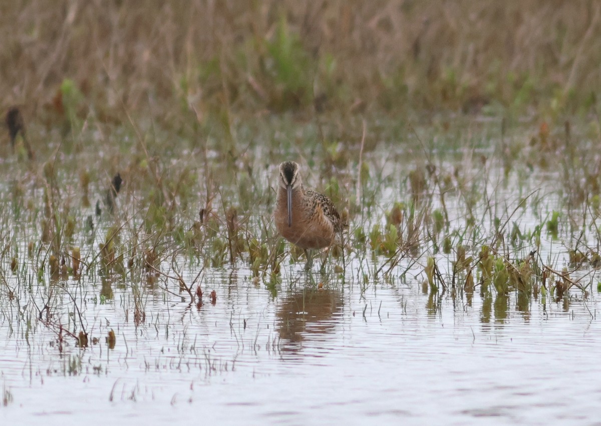 Long-billed Dowitcher - ML617933235