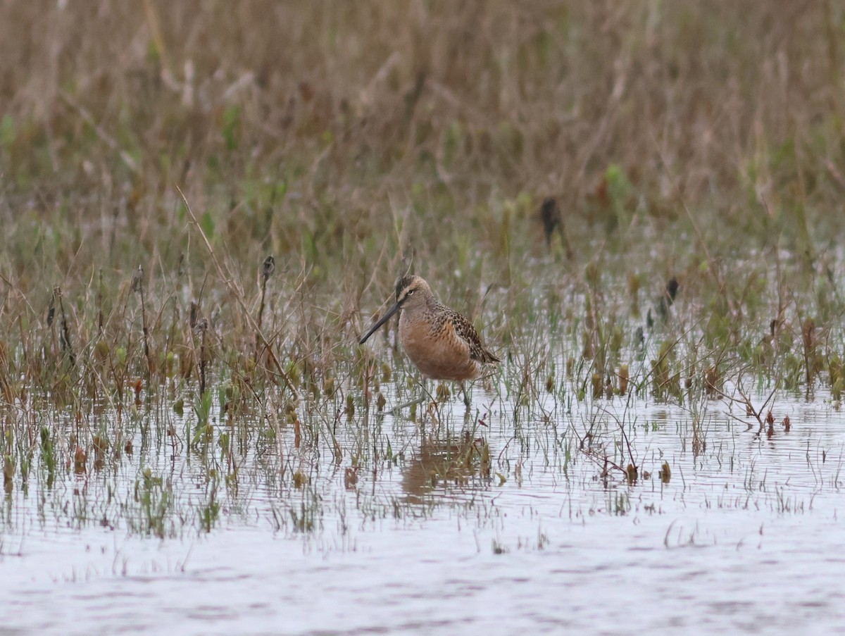 Long-billed Dowitcher - ML617933238