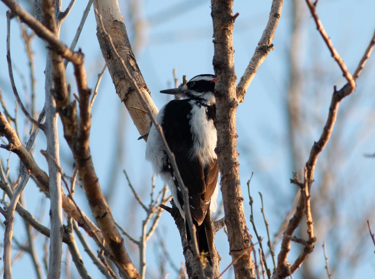 Hairy Woodpecker (Rocky Mts.) - ML617933267