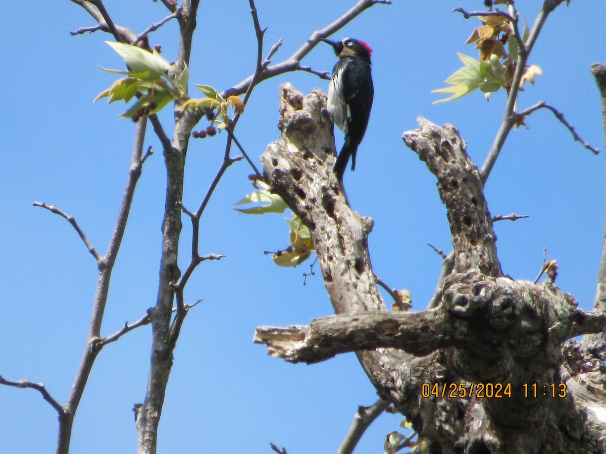 Acorn Woodpecker - ML617933268