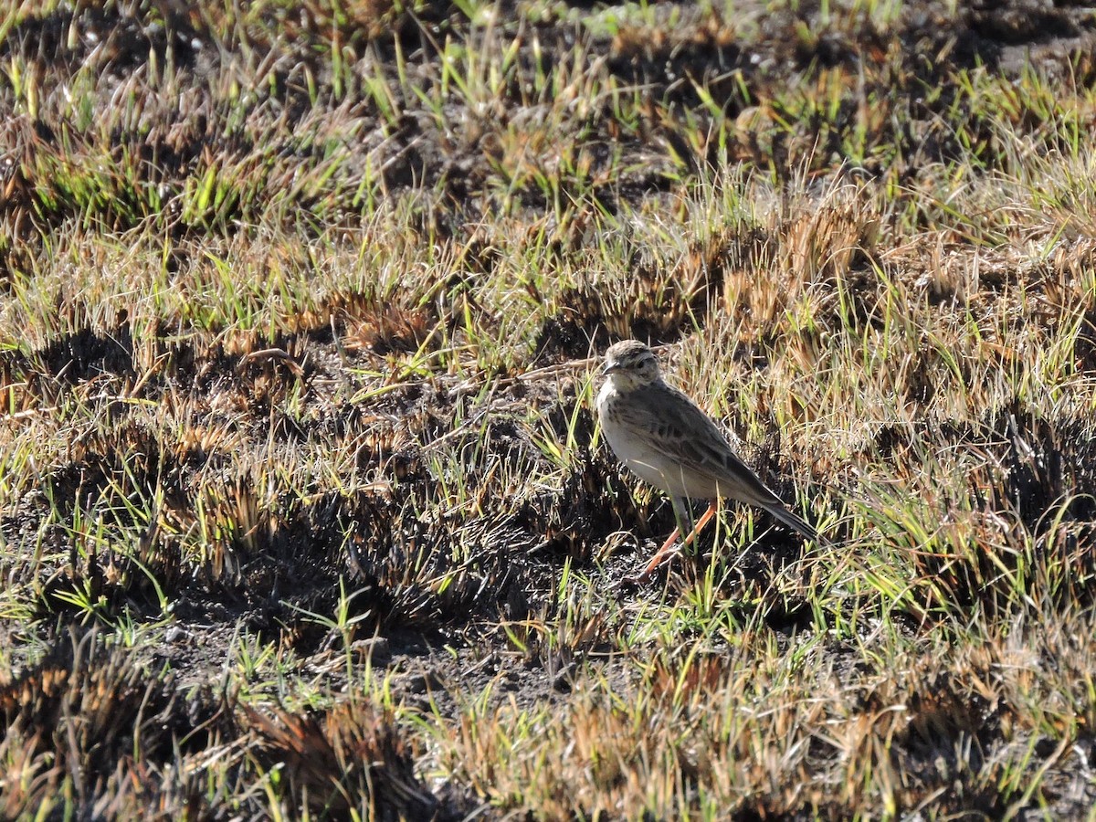 African Pipit - ML617933286