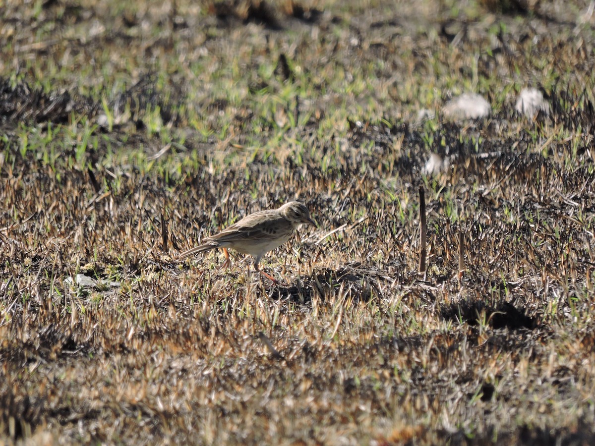 African Pipit - ML617933287