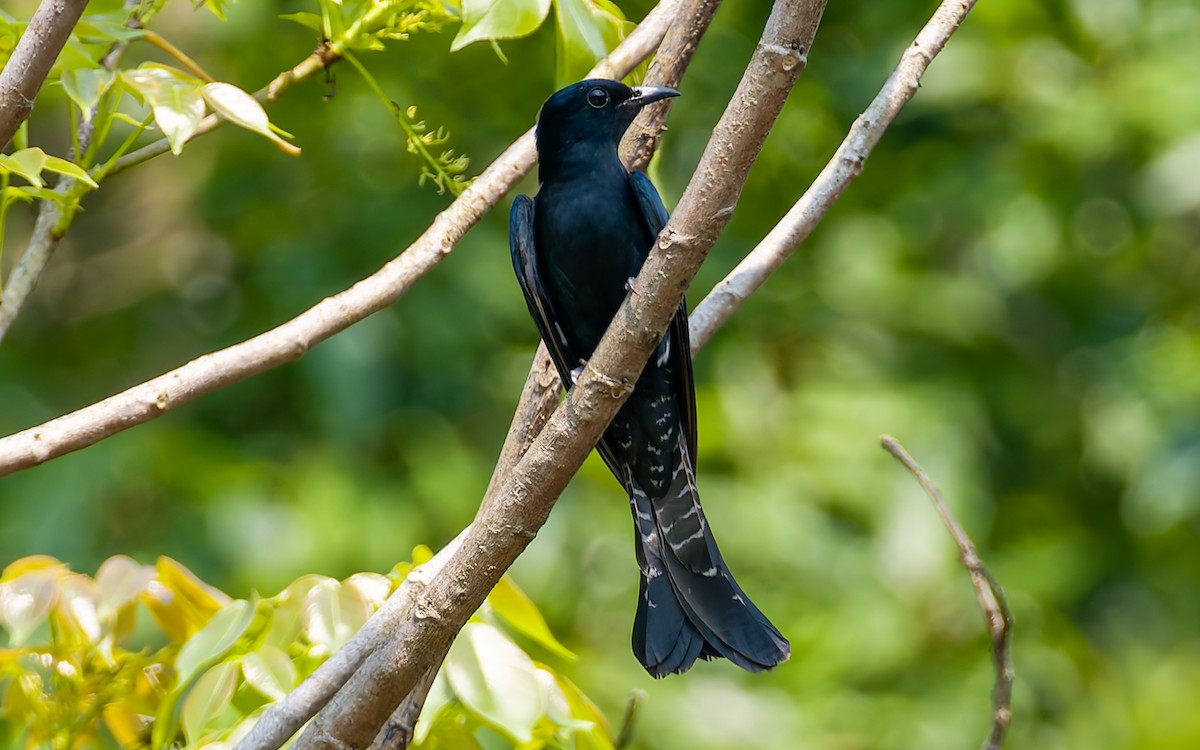 Square-tailed Drongo-Cuckoo - ML617933402