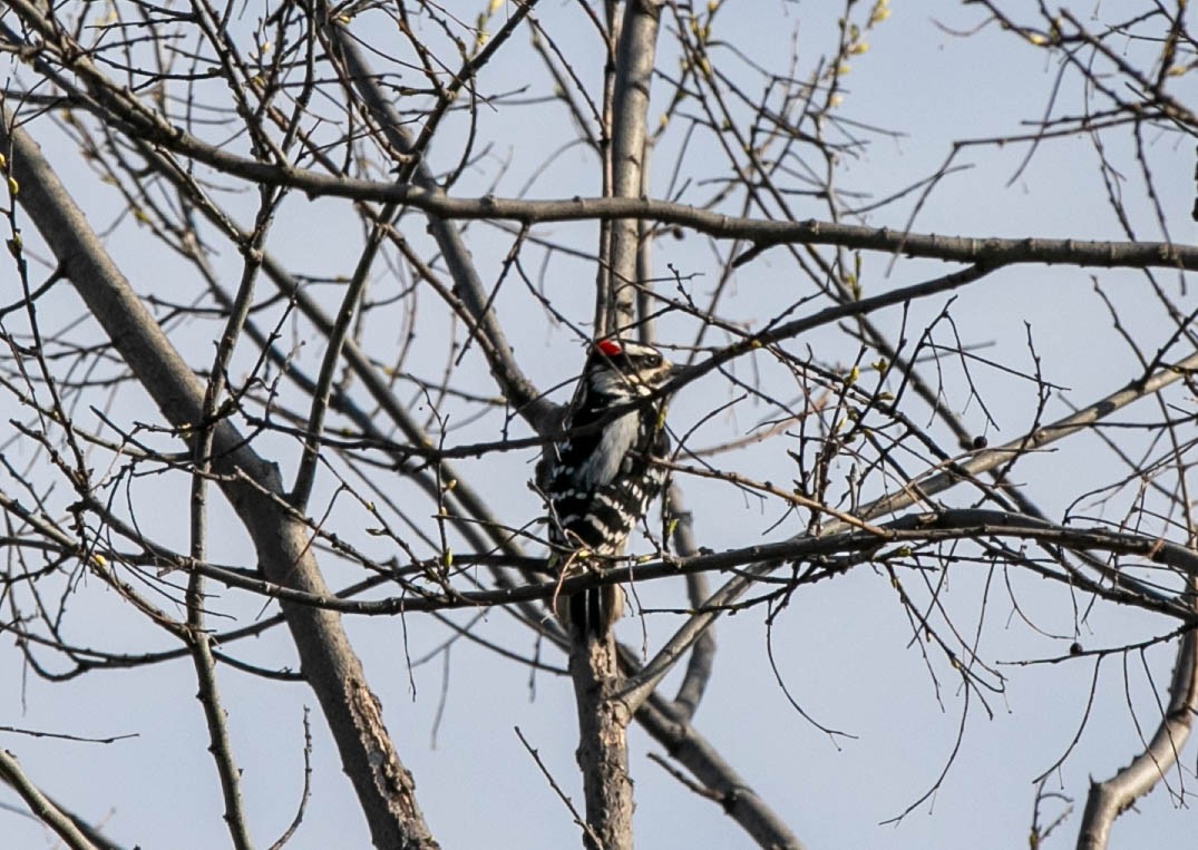 Hairy Woodpecker - ML617933403