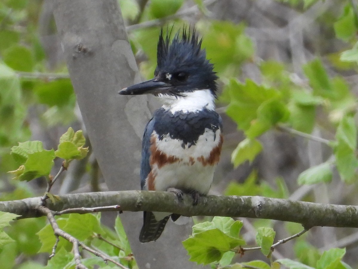 Belted Kingfisher - ML617933405