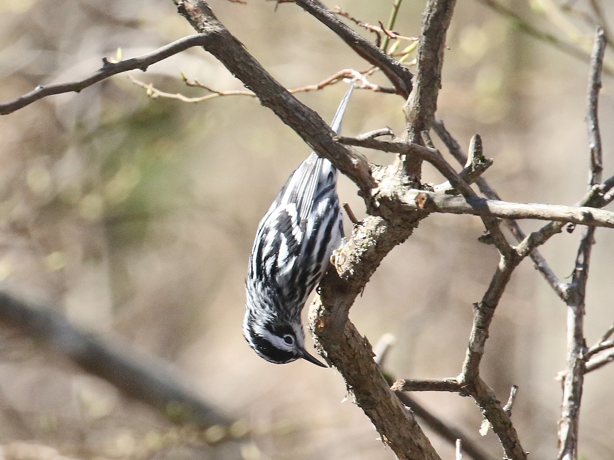 Black-and-white Warbler - ML617933428