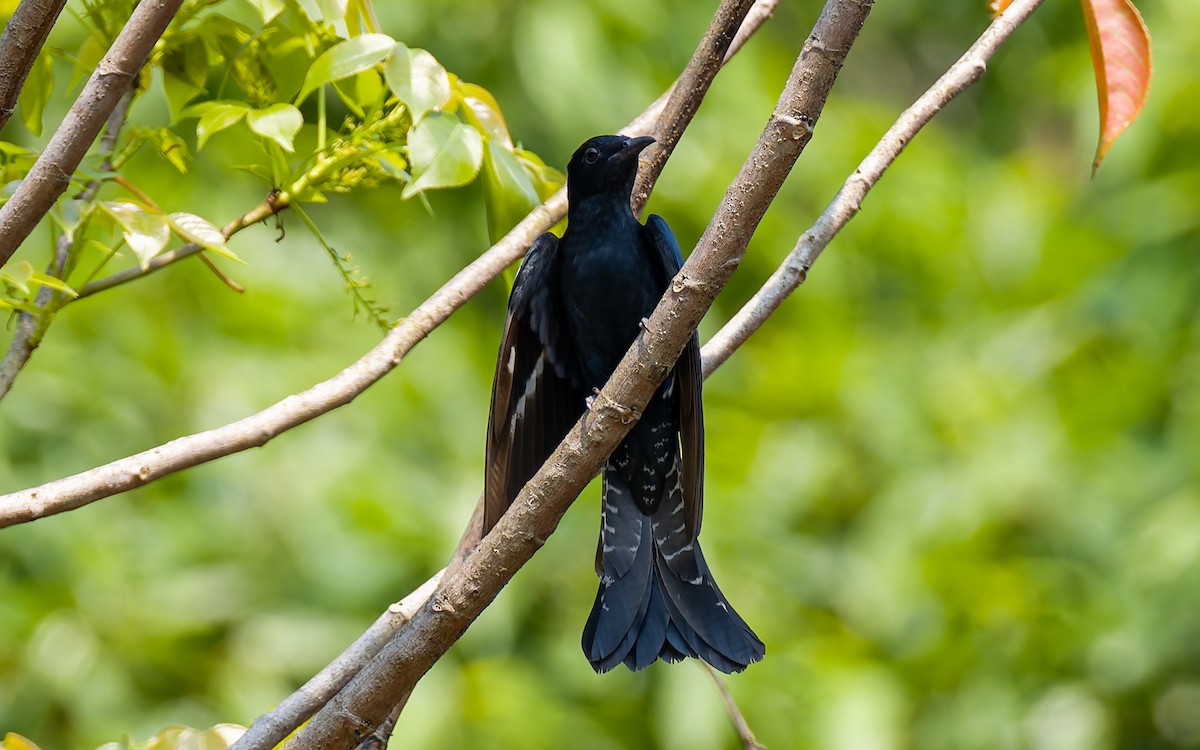 Square-tailed Drongo-Cuckoo - ML617933431