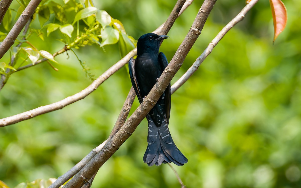 Square-tailed Drongo-Cuckoo - ML617933439