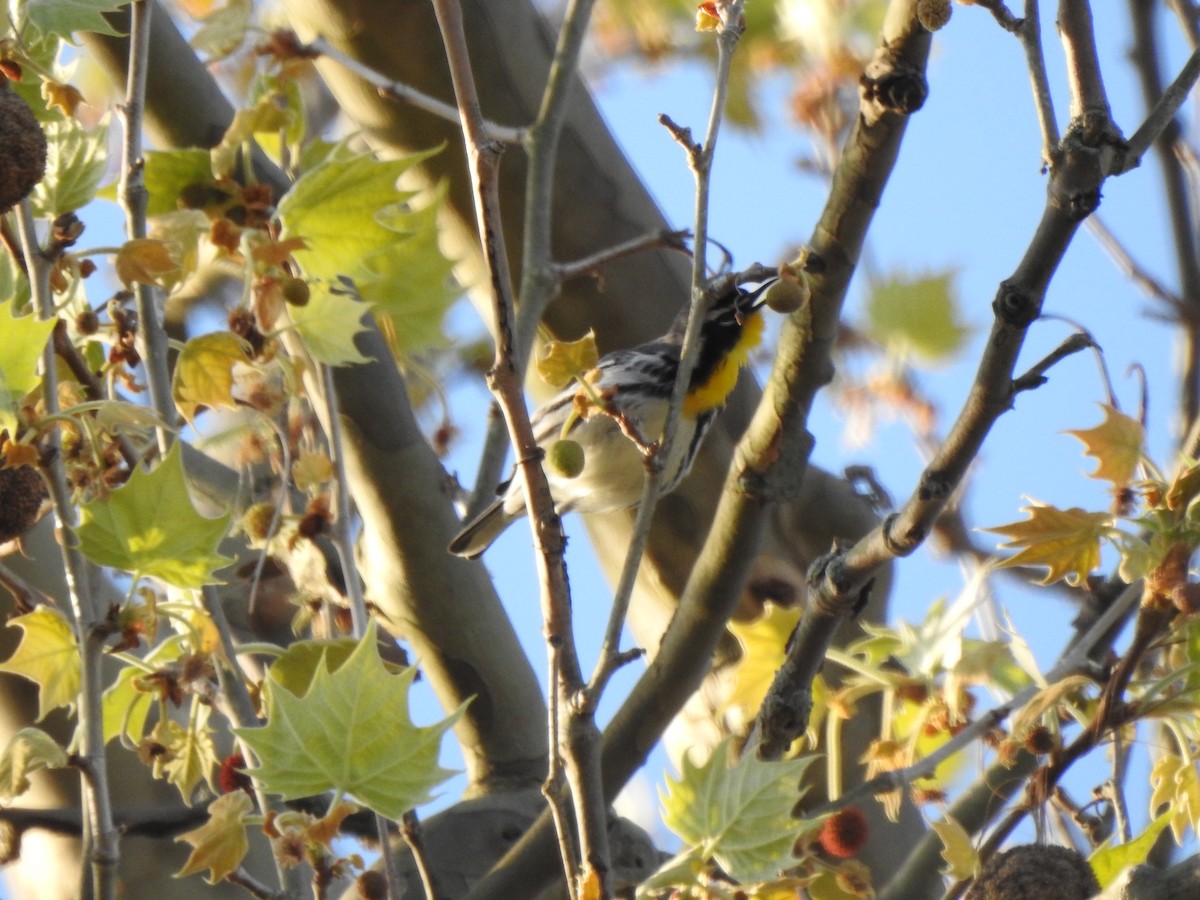 Yellow-throated Warbler - ML617933460