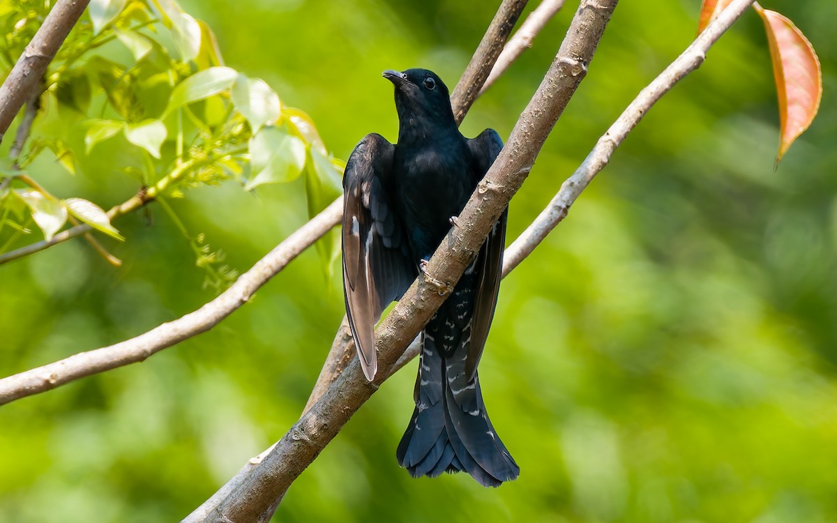 Square-tailed Drongo-Cuckoo - ML617933467