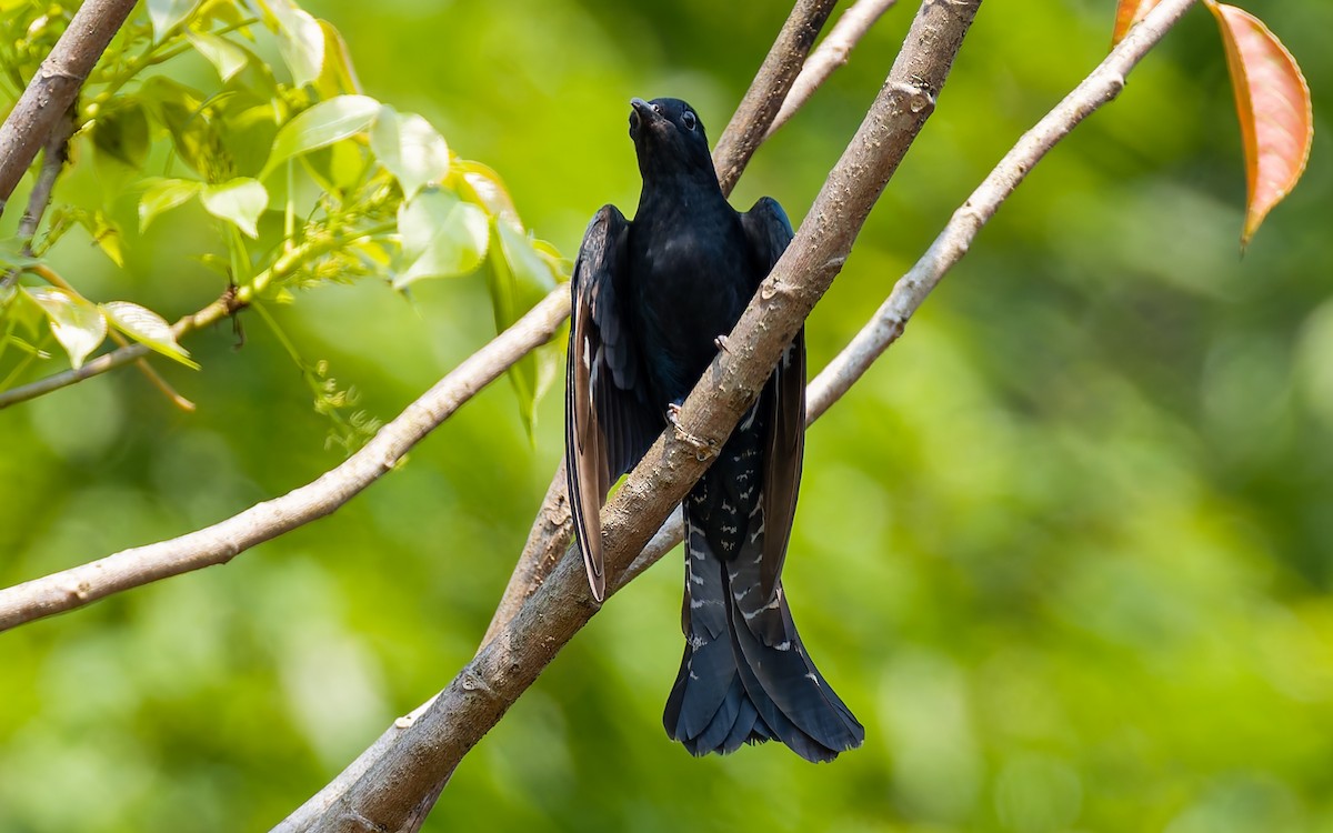 Square-tailed Drongo-Cuckoo - ML617933473