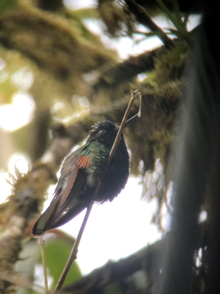 Black-bellied Hummingbird - Rogers "Caribbean Naturalist" Morales