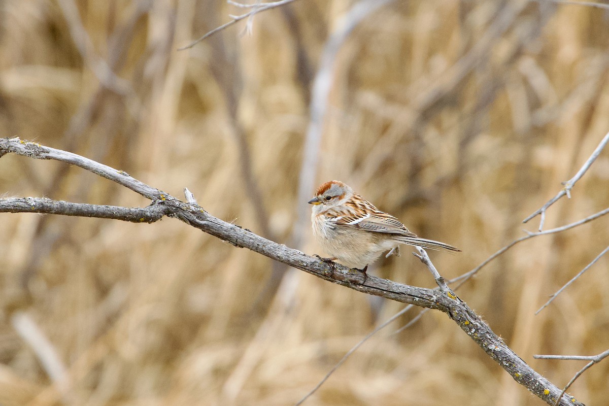 American Tree Sparrow - ML617933507