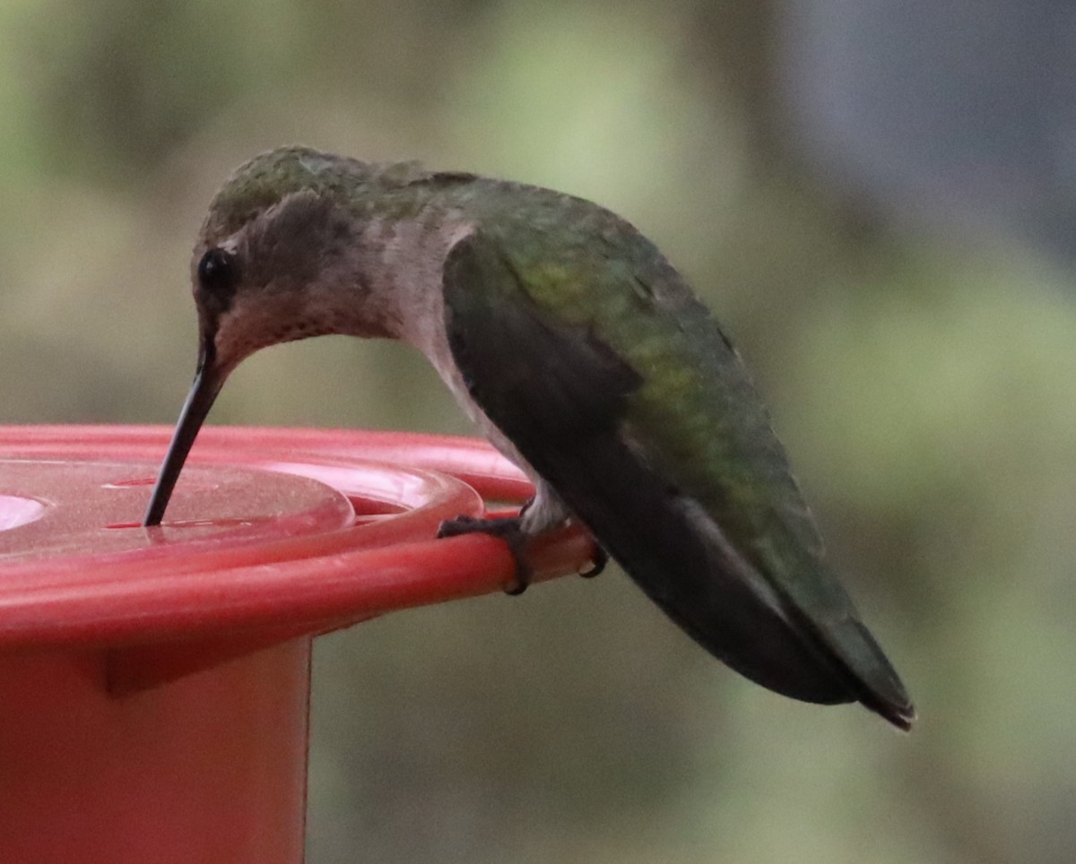 Black-chinned Hummingbird - ML617933561