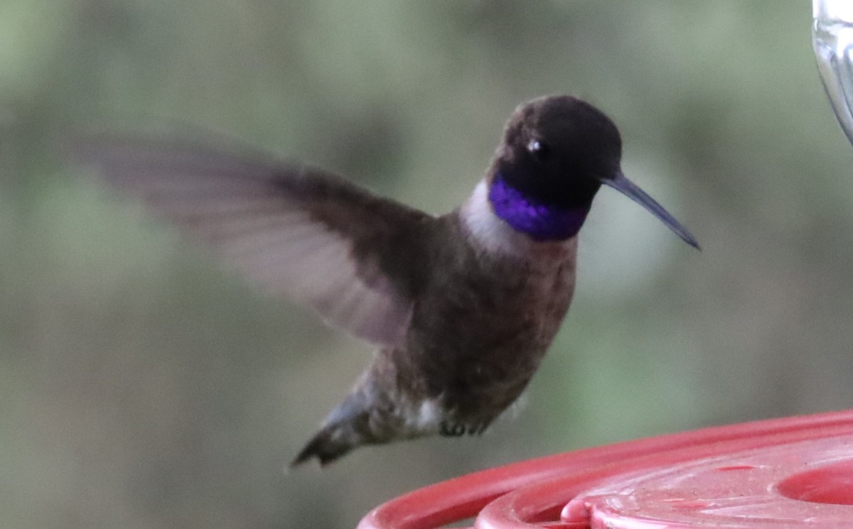 Black-chinned Hummingbird - ML617933562